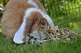 Rosewood Rosewood Naturals Summer Harvest Small Animal Treat 150g view 4