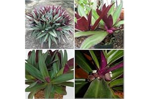 Tradescantia Spathacea~Boat Lily Moses in The Cradle Oyster Plant EZ Care