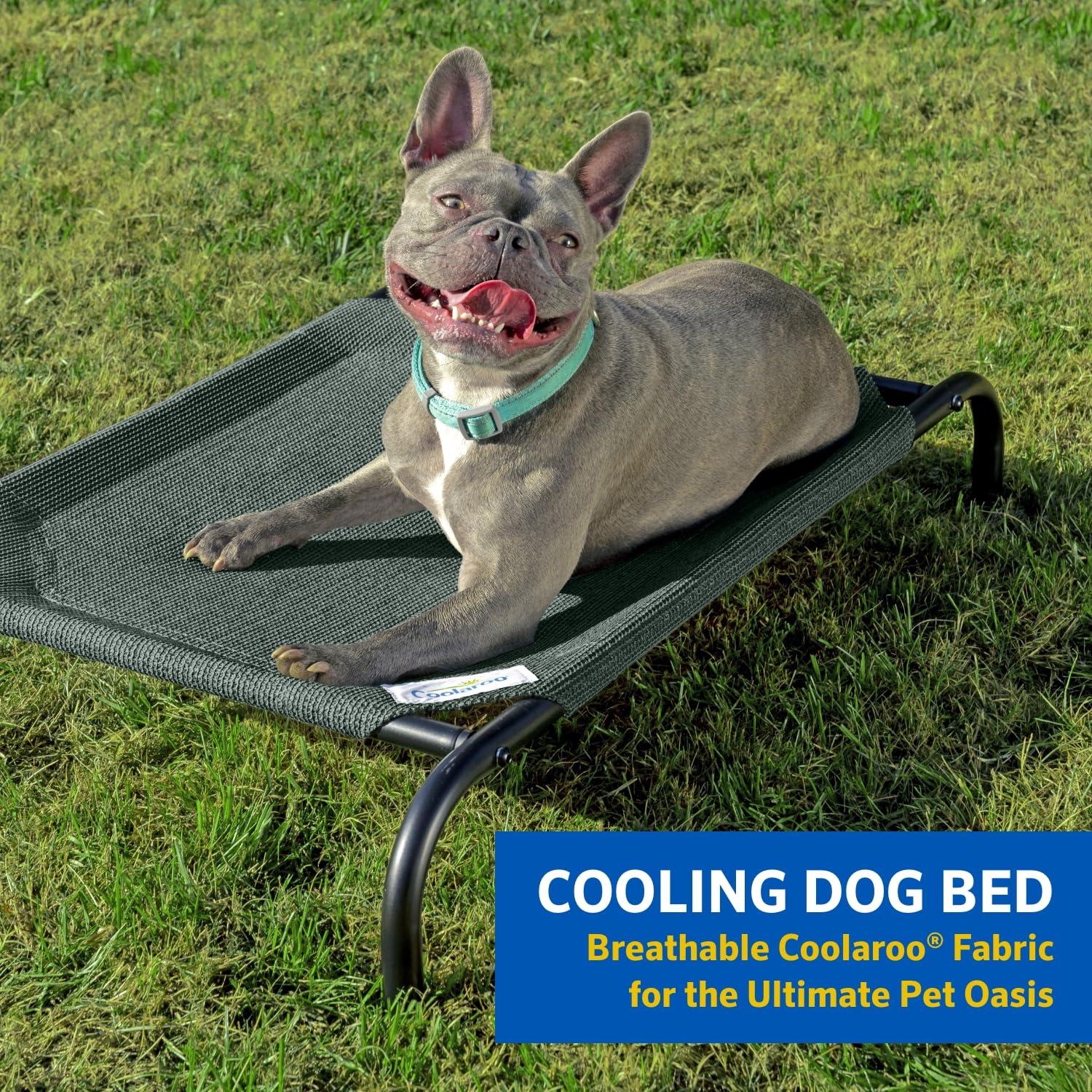 Coolaroo Gale Pacific The Original Cooling Elevated Dog Bed, Indoor and