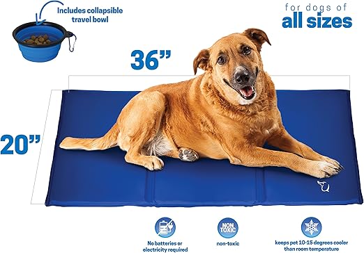 french lop rabbit care