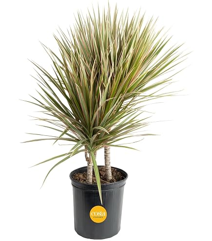 Amazon.com : Dracaena Marginata Bicolor - Live Plant in a 6 Inch Pot - Dracaena  Marginata 'Bicolor' - Beautiful Air Purifying Indoor Houseplant : Patio,  Lawn & Garden