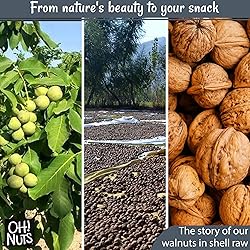 Oh! Nuts Walnuts in Shell - Raw - 100% Natural - 2