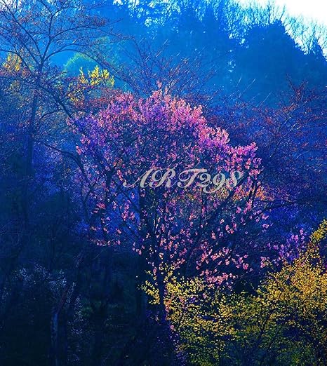 Amazon Co Jp 風景写真ポスター 福島県 福島市 花見山 里山に美しい花々の風景が広がる 45 最高級の素材とこだわりのプリントで再現しました サイズ59 4 53ｃｍ ホーム キッチン