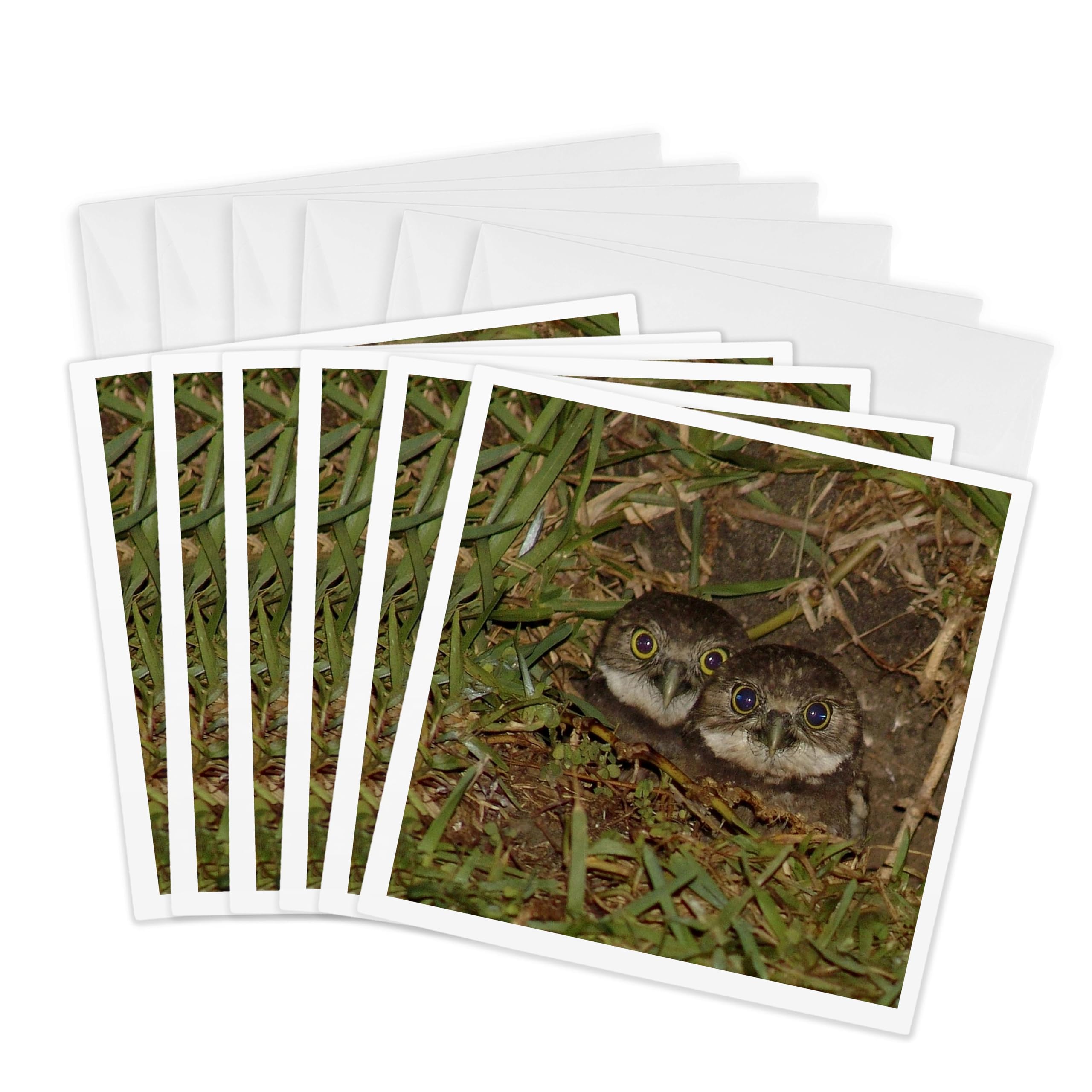 3dRose gc_7347_1 6 x 6-Inch "Baby Burrow Owl" Greeting Card (Pack of 6)