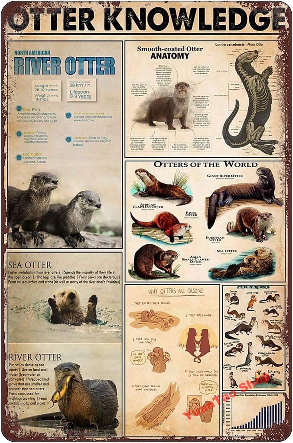 YuanTao Otter Knowledge North American River Otter Anatomy of Otter Funny Tin Sign Bar Pub Diner Cafe Wall Decor Home Decor Art Poster Retro Vintage 8x12 Inches