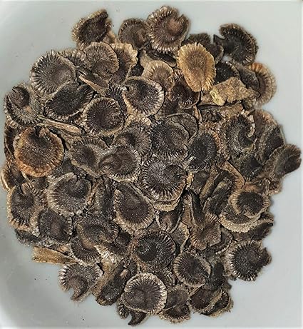 Feigenblättrige Stockrose (Bunte Mischung) Alcea ficifolia - Hybriden 80 Samen