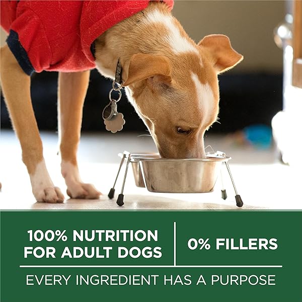 PURINA ONE PLUS SMALL BREED LAMB AND RICE FORMULA DRY DOG FOOD – 7.4 LB. BAG