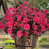 BSMYBO 6 Bundles Artificial Flowers for Outdoors UV Resistant Faux Silk Camellia Flowers for Planter Front Door Porch Patio Home Garden Balcony Decoration (Rose Red)