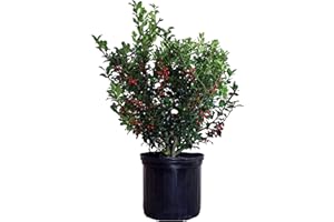 GREEN PROMISE FARMS Ilex X meserveae 'Berryific' (Holly) Evergreen, Male & female in same pot, #3 - Size Container