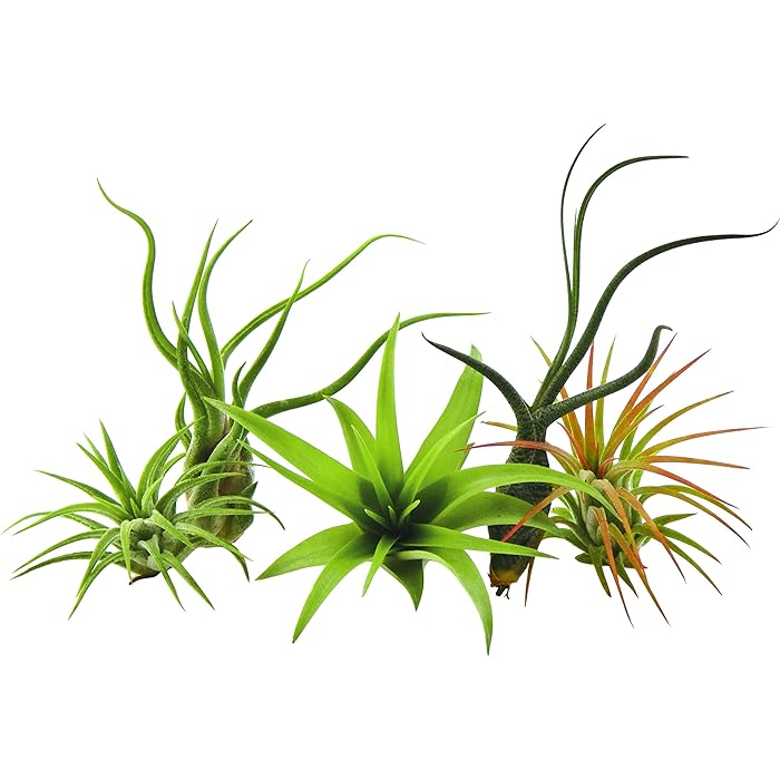 The Best Plants For A Medieval Herb Garden Trissel