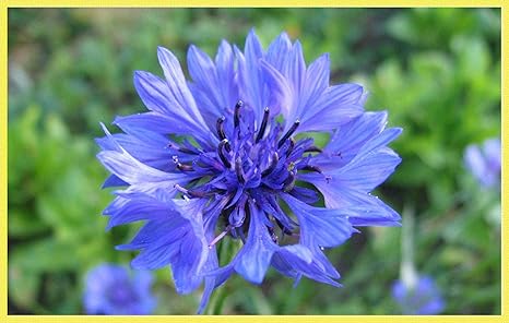 Amazon 矢車菊 ヤグルマギク 矢車菊種 ふくらんだ種子 ヤグルマギクの種 花の種 簡単な種まき 100 個 苗箱