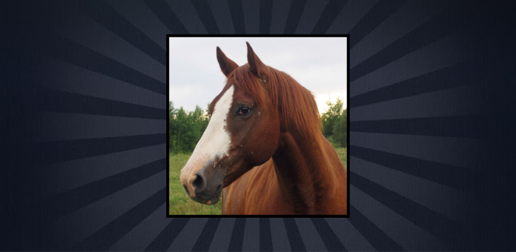 Name That Horse Breed