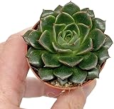 SID 5 Succulent Starter Plant Collection Indoor Cacti Terrarium Plants view 7