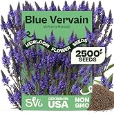 SVI 2500 Blue Vervain Seeds (Verbena hastata) &ndash; Vervain Herb, Verbena Seed Packets Bulk &ndash; Tall Wildflower, Native Perennial Flower Seeds Packets Outdoor Flower Garden, Meadows, Containers