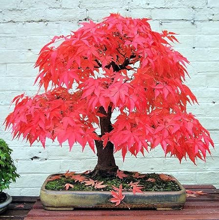 Creative Farmer Japanese Red Maple Bonsai Suitable Tree Seeds, Very Beautiful Garden/Indoor