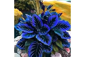 Includes Fertilizer - 500+ Dark Purple Heart Hosta Seeds, Midnight Blue Heart Hosta Plants, Easy to Plant, Ornamental Flowers