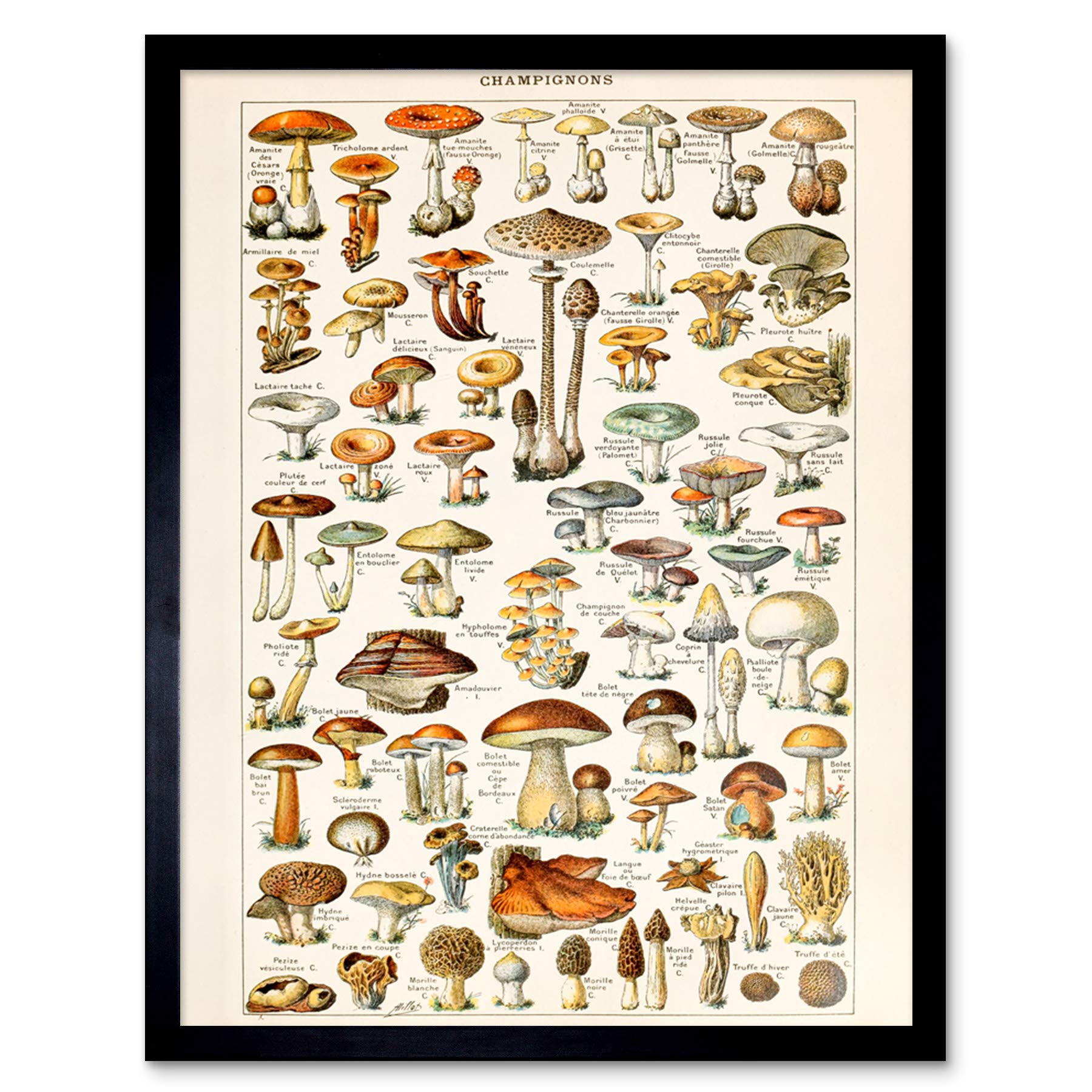 Millot Encyclopedia Page Mushrooms Fungus Art Print Framed Poster Wall Decor 12x16 inch
