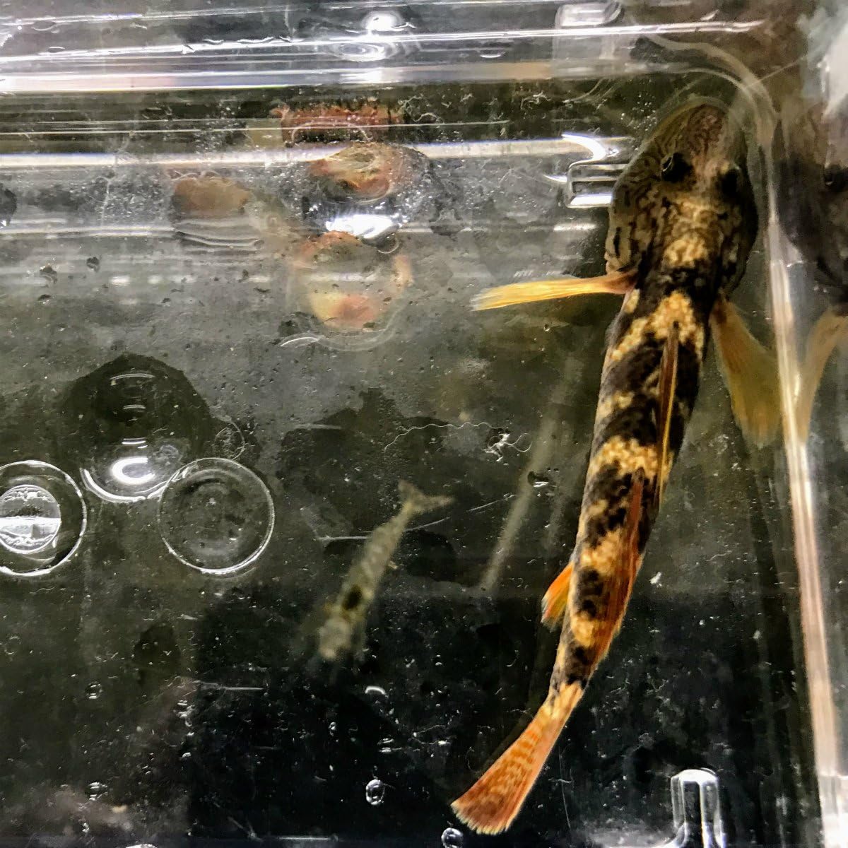 Amazon 淡水魚 シマヨシノボリ 1匹 生体 川村淡水魚販売 観賞魚 水中生物 通販