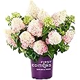 First Edition Vanilla Strawberry Hydrangea, 3 Gal, White/Pink