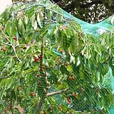 REQUISITE NEEDS Green Garden Netting 4m x 10m Bird Pesticide Free Protection view 5
