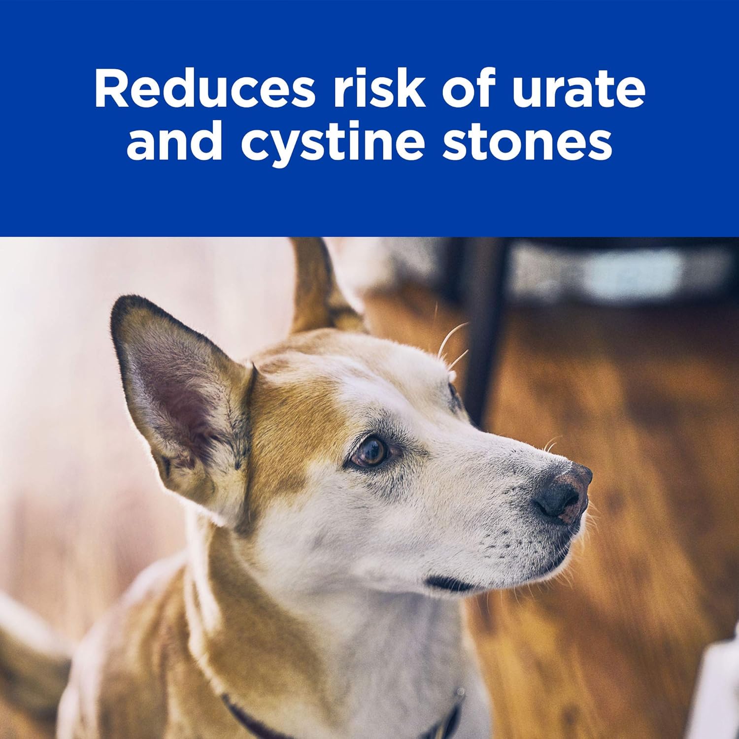 dog food for cystine stones