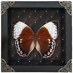 Real Framed Butterfly Moth Dead Insect Dried Bug