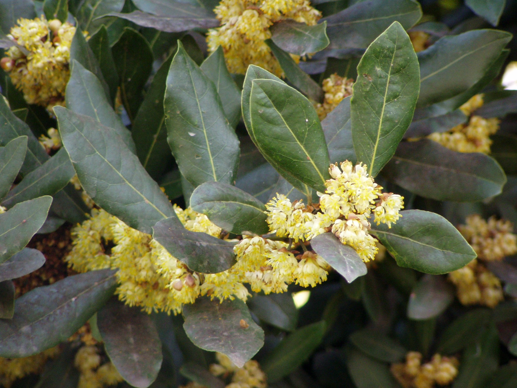 Laurus Nobilis Bay Leaf Laurel Rare Tropical Plant Tree Seeds