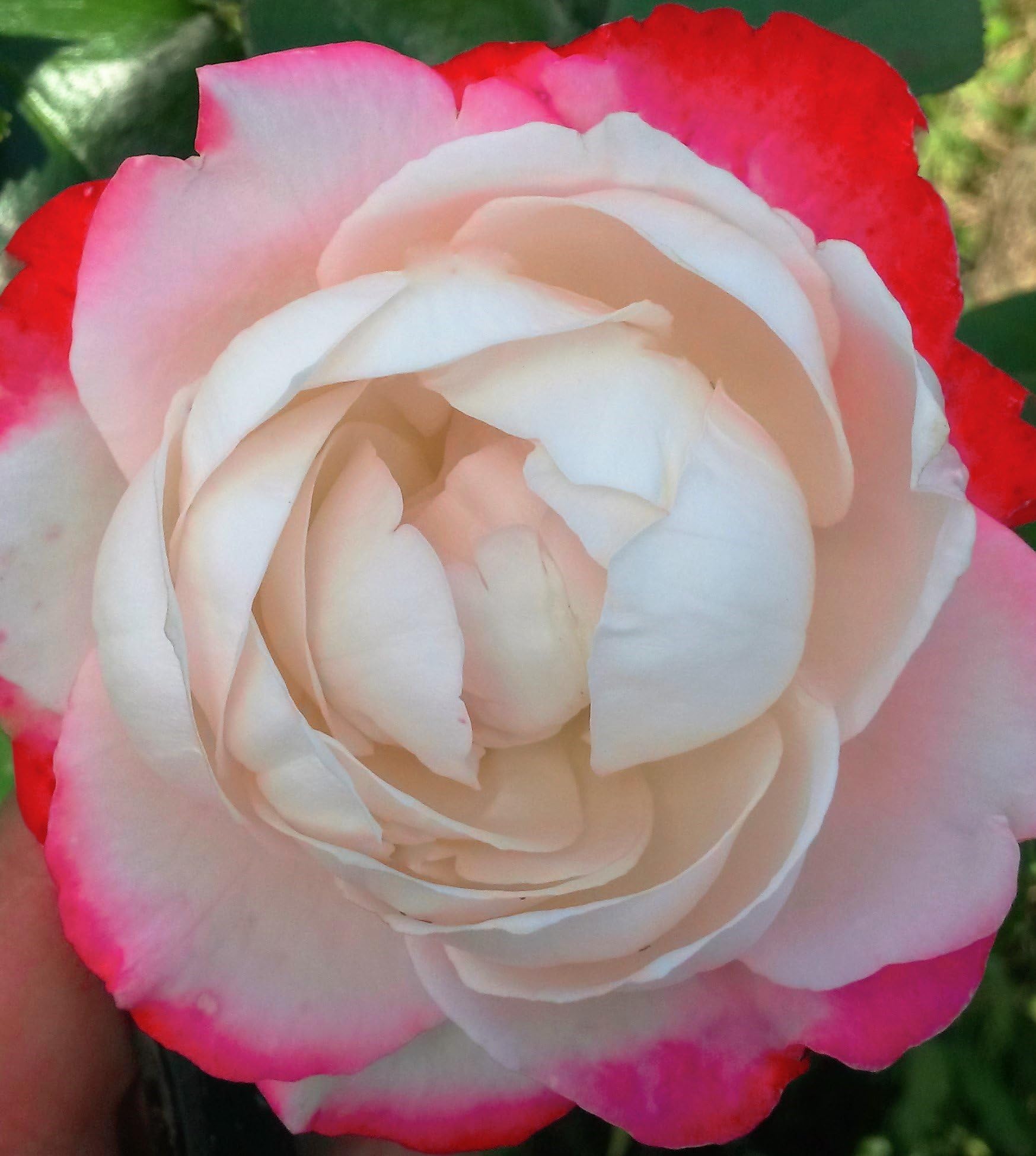 gowlers plants Nostalgia hybrid tea rose bush bare root