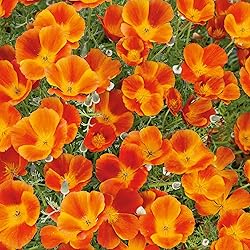 Eden Brothers California Poppy Seeds - Mikado