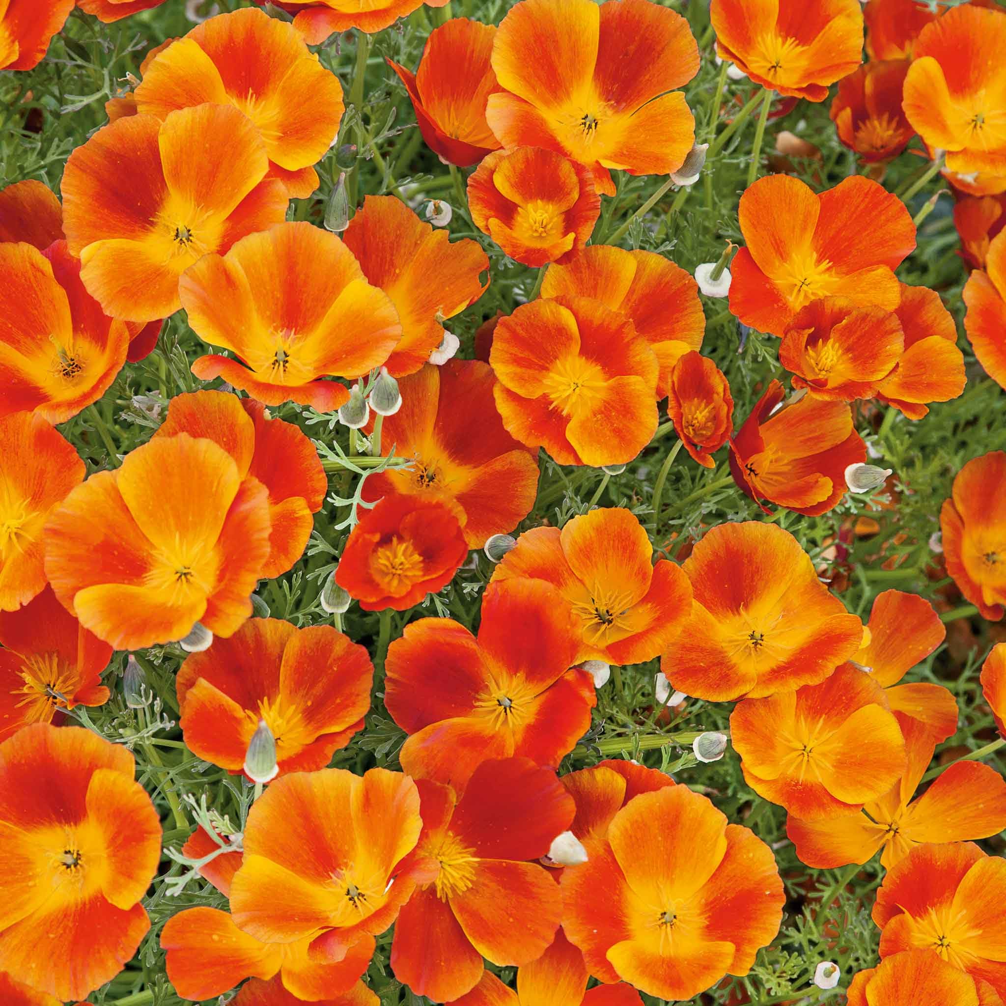 Eden Brothers California Poppy Seeds - Mikado