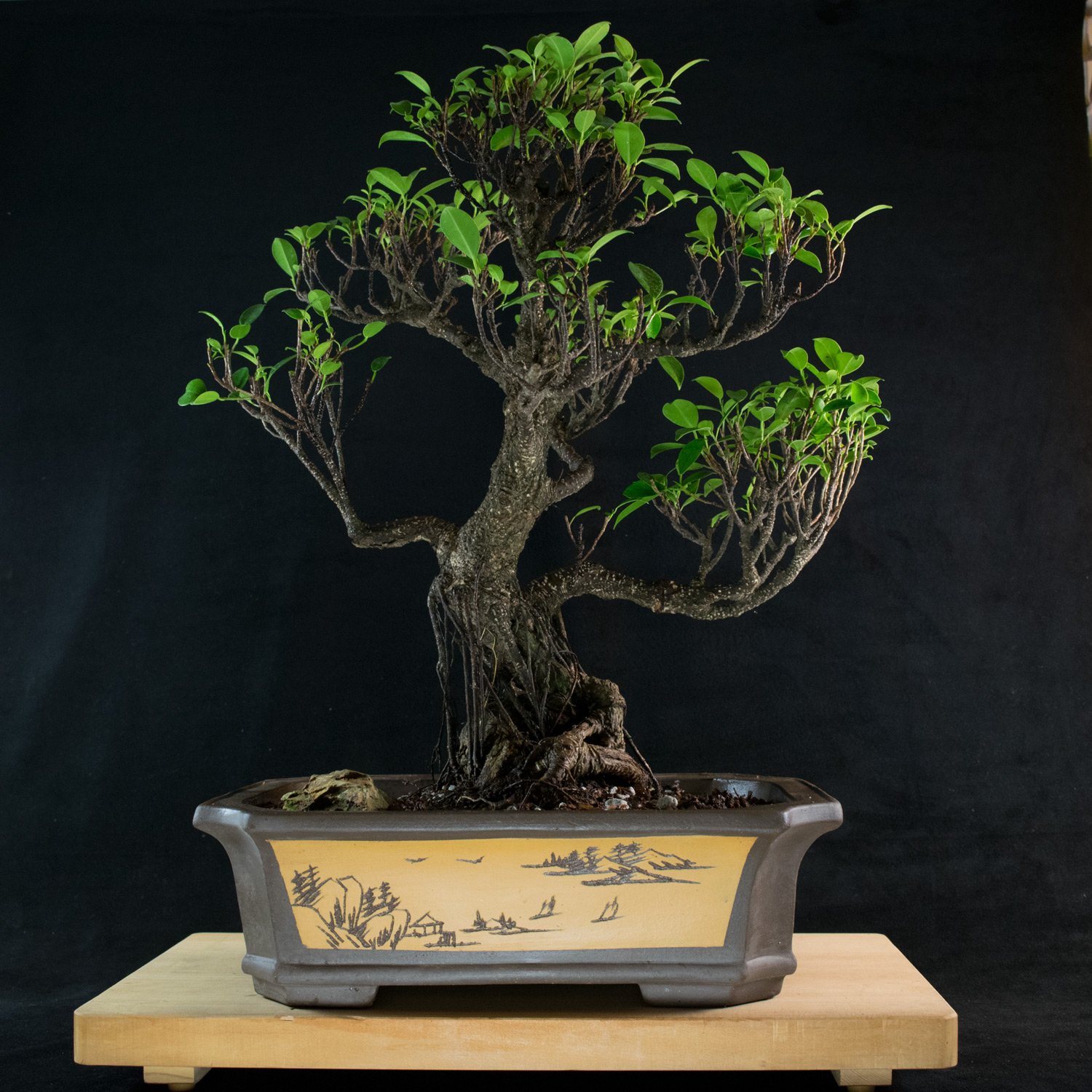 Ficus Bonsai Bonsai Tree Decorations