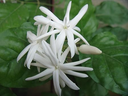 Nelesa Gardening Kunda Downy Jasmine Star Jasmine Flower Plant