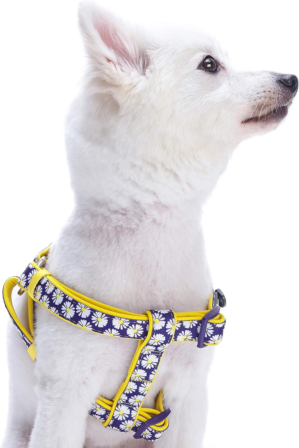 Blueberry Pet Soft & Comfy Stepin Loving Daisy Prints Padded Dog