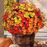 alyptus Faux Flowers Outdoor Artificial Mums &ndash; 12 Bundles UV Resistant Fall Flowers for Planter Porch Patio Yard Garden Decoration(Red 5, Orange 5, Yellow 2)