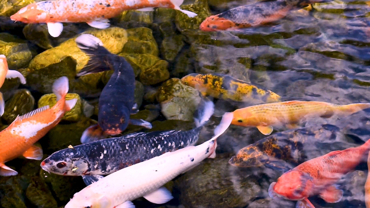 Japanese Goldfish Koi Pond - Thumbnail 5