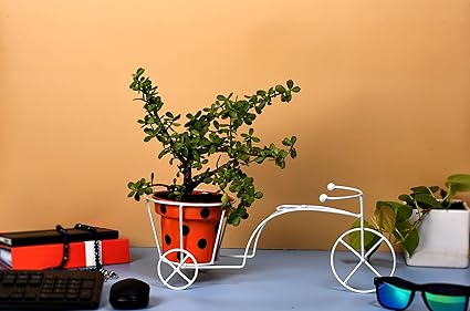 HINS Cycle With Dotted Bucket Metal Flower Plant Pot For Indoor Plants (Orange) Metal Pots For Indoor Plants I Elevated Garden Planter I Raised Planter I Desk Plant I Raised Planter Box I Ascent Homes Metal Planter I Raised Planter Box With Legs I Brass Pots For Indoor Plants I Golden Planter I Mid Century Plant Stand I Brass Planters For Indoor Plants I Indoor Plant Stand For Living Room I Metal Planters Pot For Indoor Plants designer pots for indoor plants