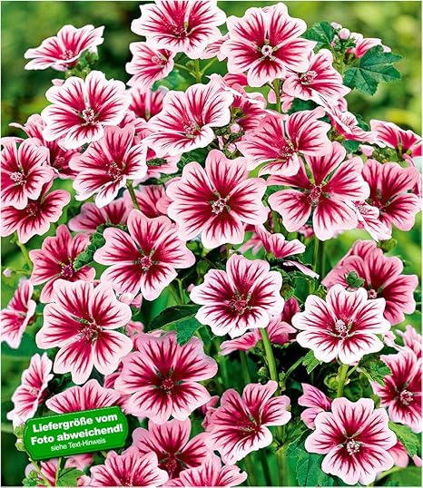 Baldur Garten Stauden Malve Zebrina Winterhart 3 Pflanzen Malvenpflanze Amazon De Garten