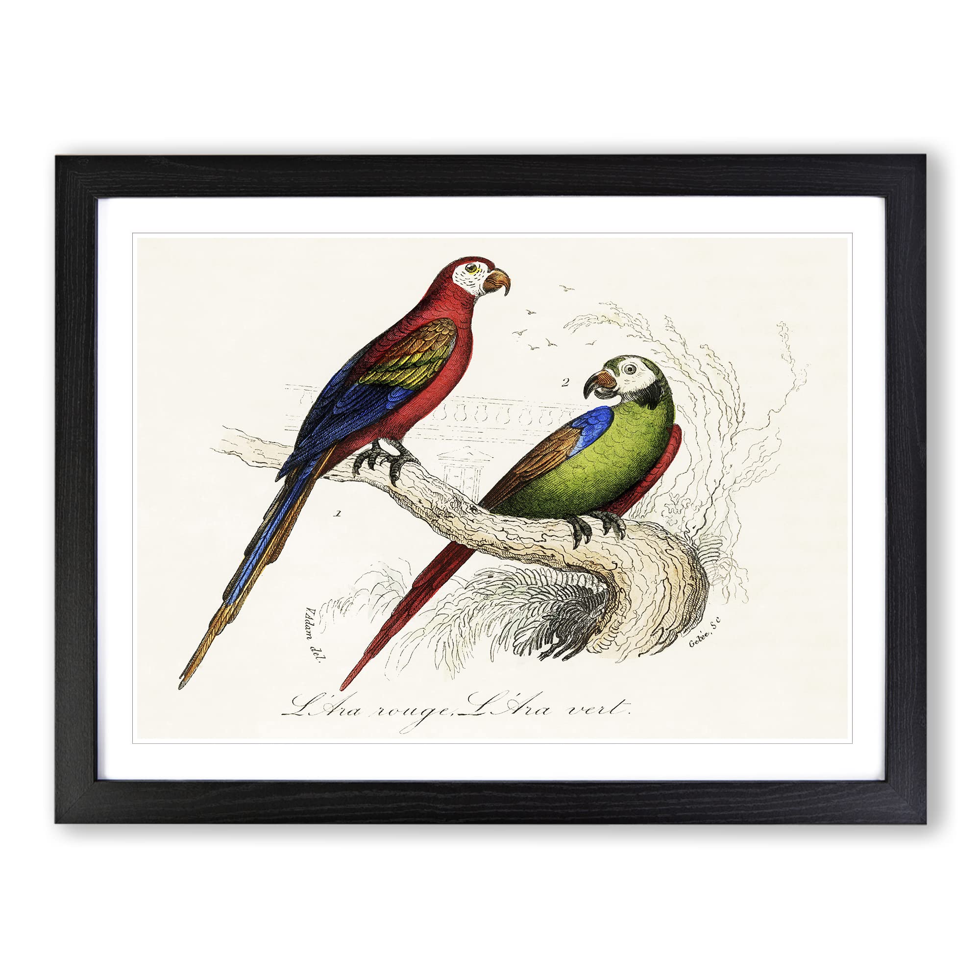 Scarlet & Green Macaw Parrot Vintage Framed Wall Art Print, Ready to Hang Picture for Living Room Bedroom Home Office Décor, Black A3 (46 x 34 cm)