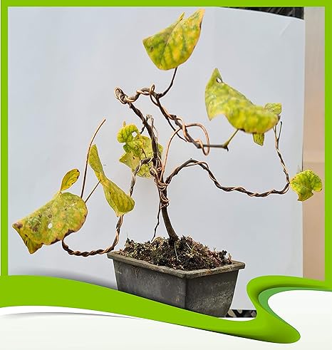 Cercis Siliquastrum (Judas Tree) - Bonsai: Amazon.co.uk: Garden & Outdoors Cercis Siliquastrum (Judas Tree) - Bonsai: Amazon.co.uk: Garden & Outdoors