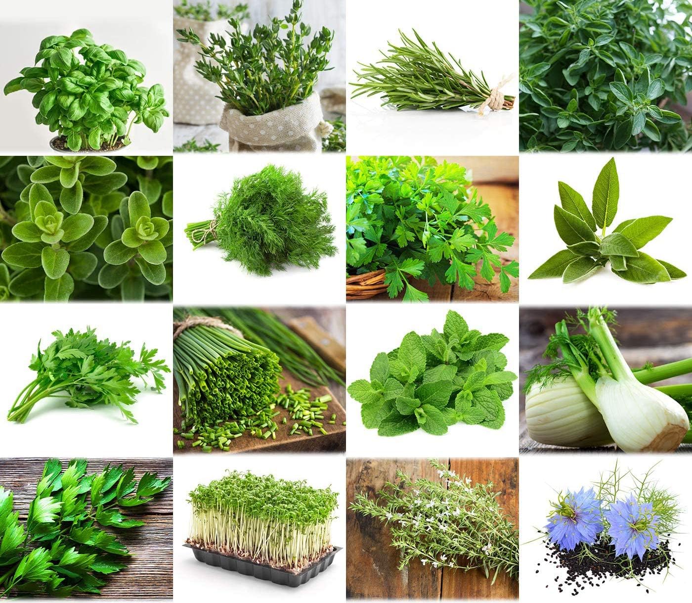 Set 'Herb Garden' 16 x 50 Seeds of The Most Popular Herbs from Portugal