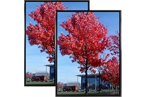 Medog 18x24 Poster Frame Black, Display Pictures 18x24 Picture Frame, Studio Gallery Frame, Wall Schools Colleges Sign Frame, 2 Pack