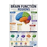Brain Function Regions Educational Anatomy Poster