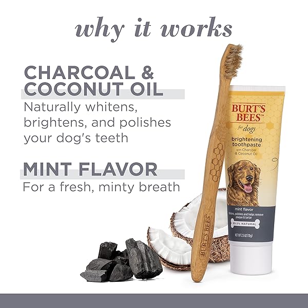 BURT’S BEES FOR PETS CHARCOAL & COCONUT OIL BRIGHTENING TOOTHPASTE FOR DOGS WITH CHARCOAL & COCONUT OIL – 99.5% NATURALLY DERIVED DOG TOOTHPASTE IN MINT FLAVOR – DOG ORAL CARE DOG TOOTHPASTE, 2.5 OZ