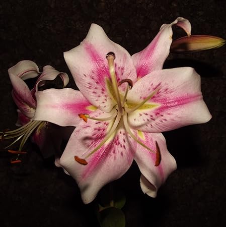 ANGEBOT : Lilium hybrid - Baum - Lilie' Anastasia' 3 Blumenziebeln