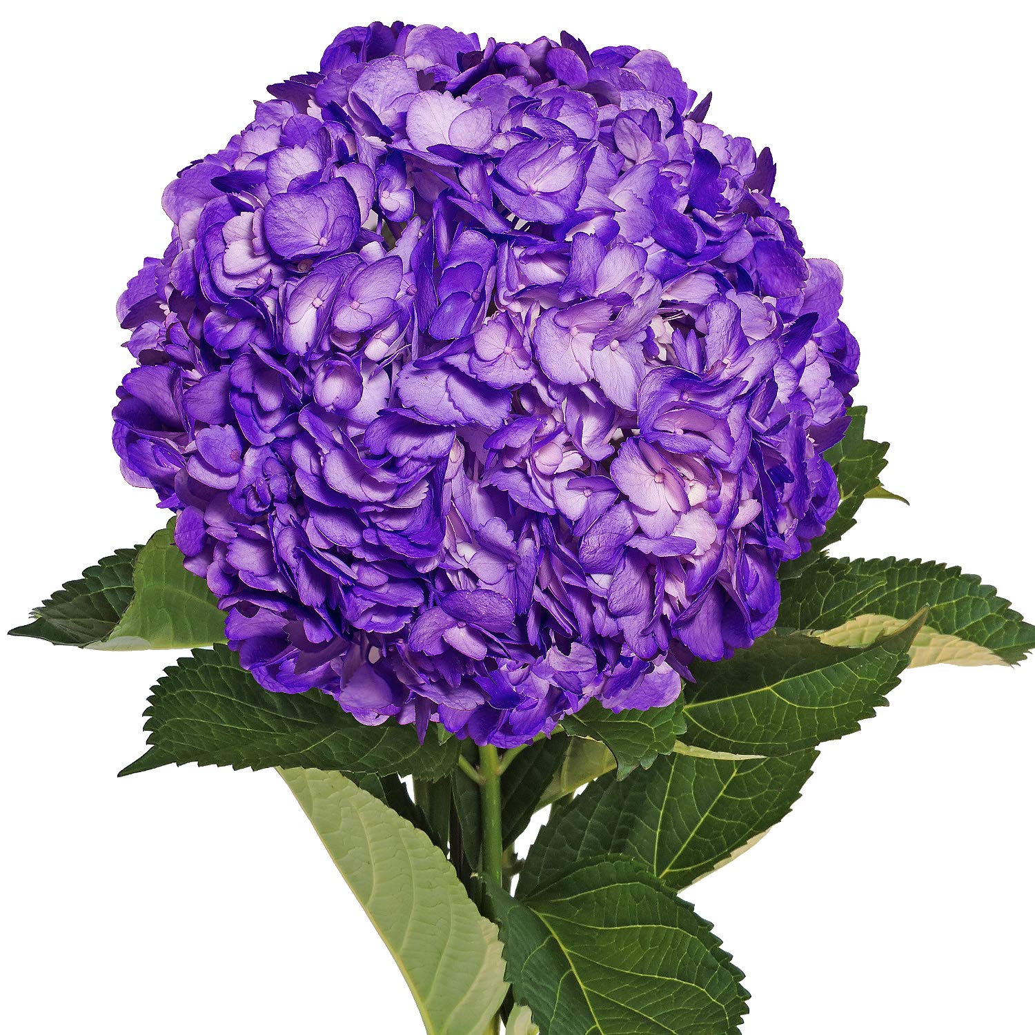 Farm Fresh Natural Painted Dark Purple Hydrangea Pack 26 Amazon