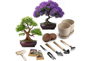 AVERGO Bonsai Starter Kit – 2X Bonsai Tree | Complete Indoor Starter Kit for Growing Bonsai Plants with Tools & Planters – Gardening Gifts for Women & Men