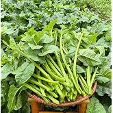 100+ Premium Malabar Spinach Seeds &ndash; Rau Mồng Tơi, Basella Alba, Climbing Spinach &ndash; Non-GMO, Heirloom &ndash; Easy to Grow, Fast-Growing, Heat-Tolerant, Perfect for Trellises &amp; Home Gardens