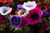 Anemone De Caen Mixed Colors Corms 20x Spring/Summer Planting 4/5 view 2