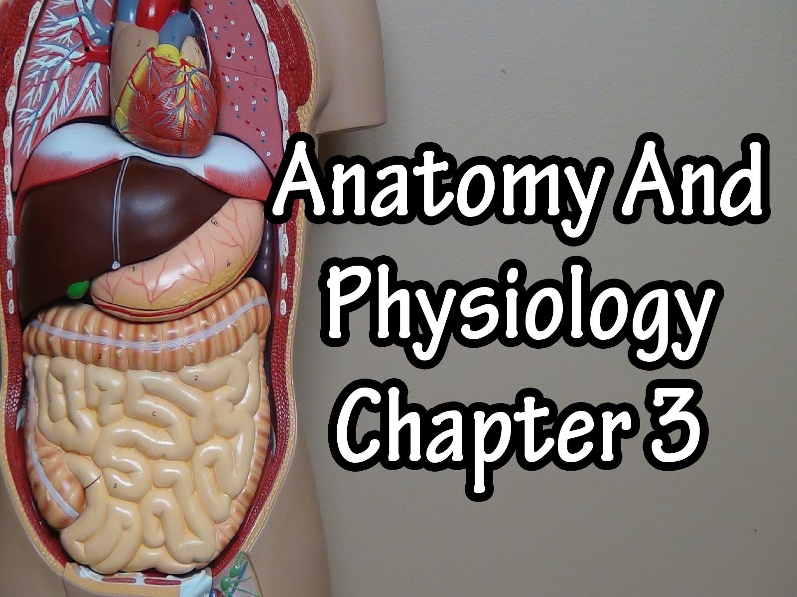Anatomy And Physiology Chapter 3 White Coat Pockets Anatomy And Physiology Chapter 3 White Coat Pockets