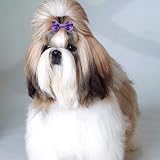 BIPY 100Pcs Small Dog Hair Bows Elastic Ribbon Random Colors view 6